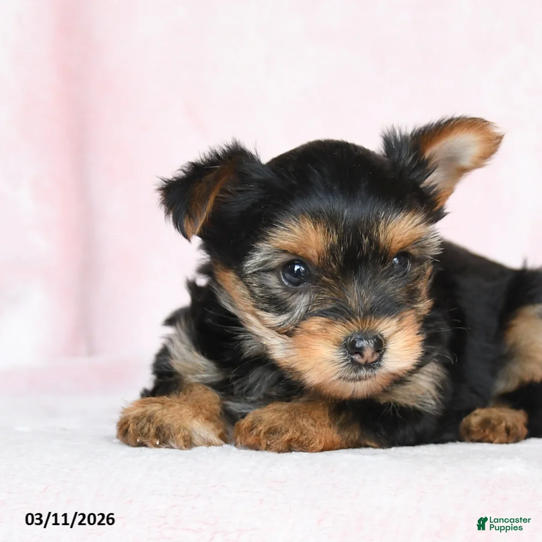 Yorkshire Terrier dogs for sale: Oscar - Ad 5
