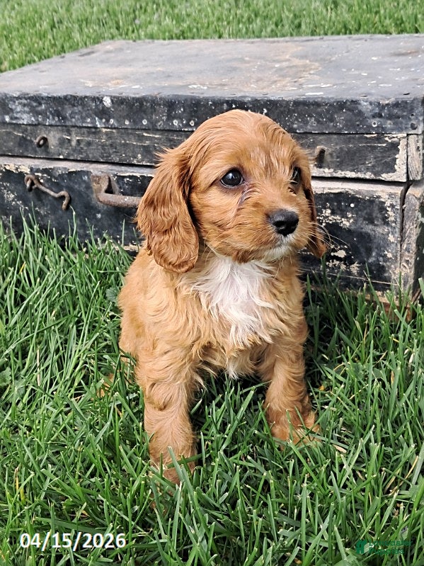 Cavapoo dogs Kelsey - Ad 1