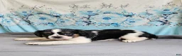 Mixed Breed dogs for sale: Shelby - Ad 10
