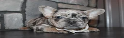 French Bulldog dogs for sale: AKC Zoe - Ad 16