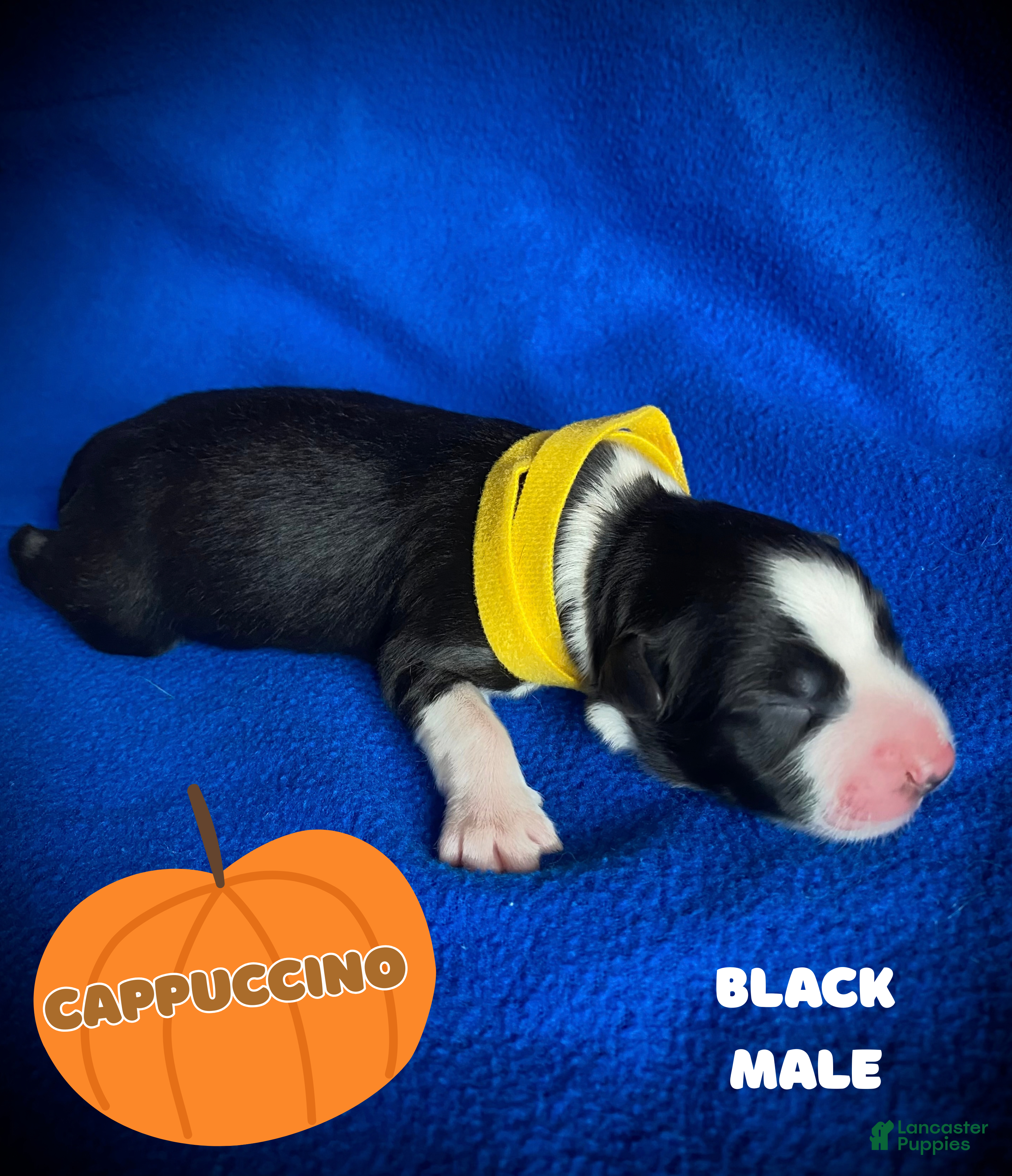 Australian Shepherd dogs for sale: Cappuccino - Ad 2