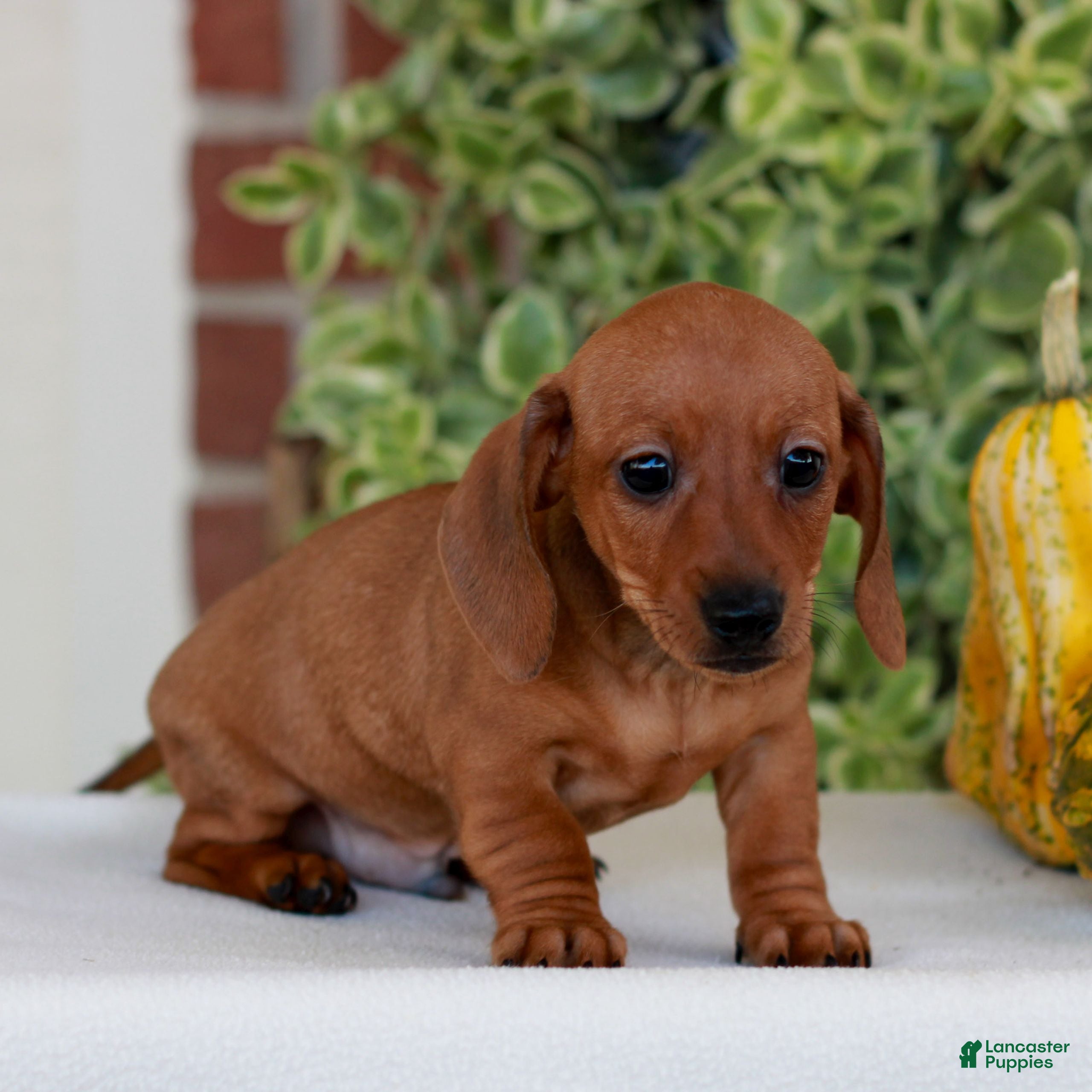 Miniature Dachshund dogs for sale: Butterscotch  - Ad 2