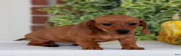 Miniature Dachshund dogs for sale: Butterscotch  - Ad 1
