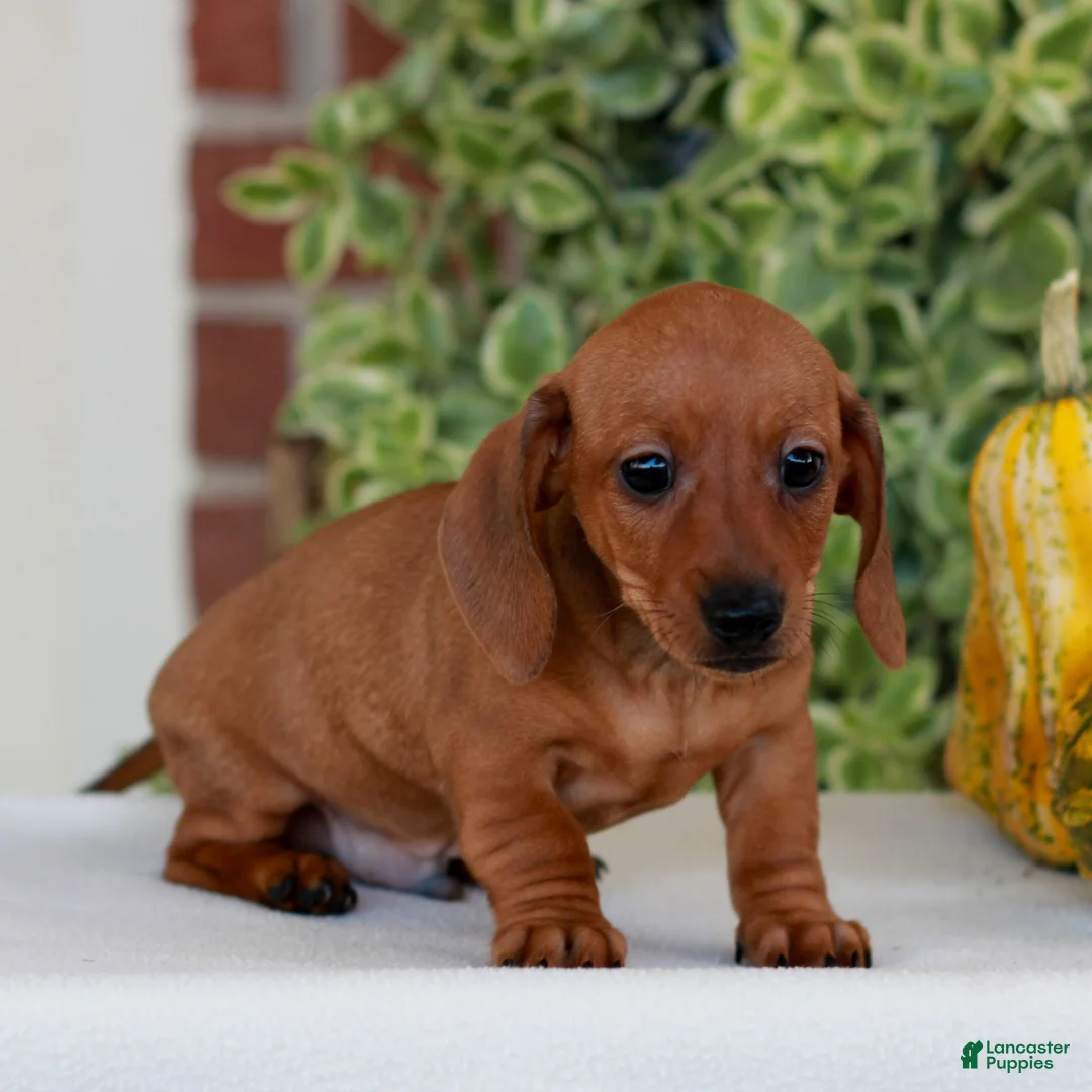 Miniature Dachshund dogs for sale: Butterscotch  - Ad 1