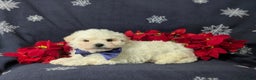 Bichon Frise dogs for sale: Body - Ad 4