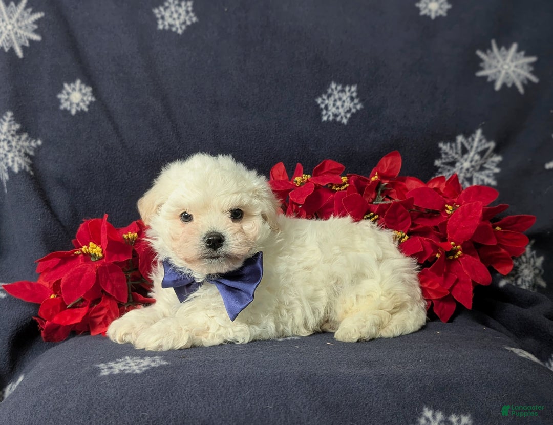 Bichon Frise dogs for sale: Body - Ad 4