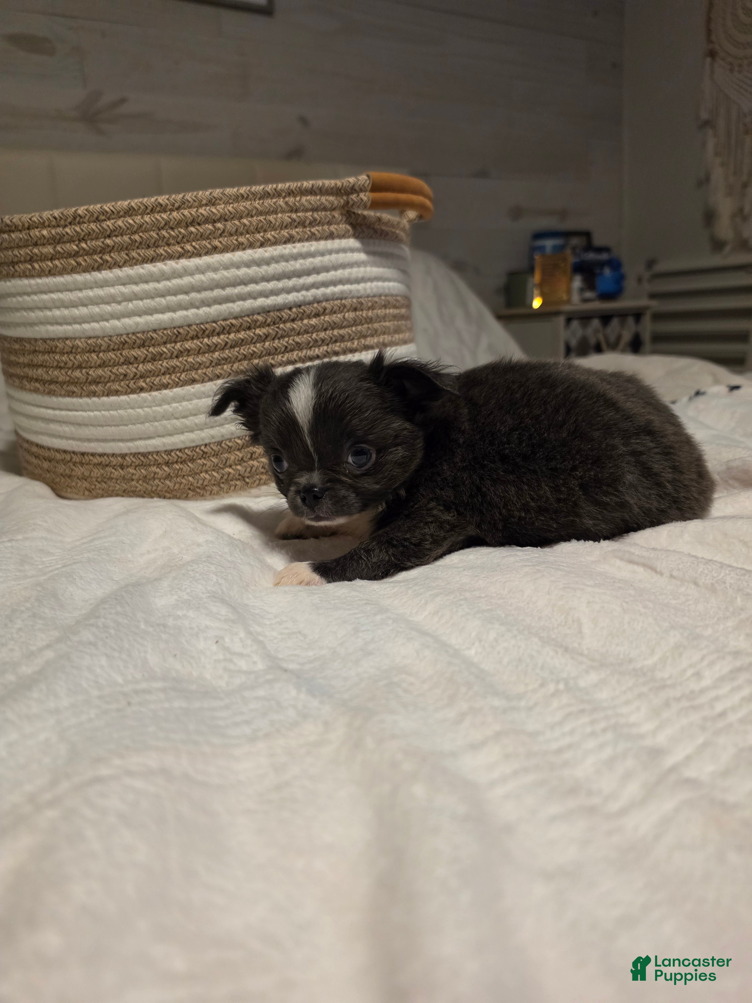 Chihuahua dogs jazz - Ad 34