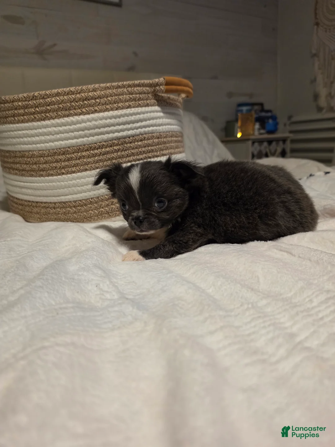 Chihuahua dogs for sale: jazz - Ad 1