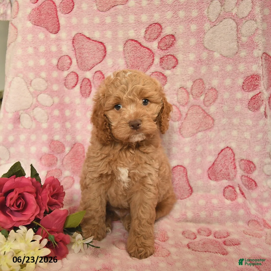 Cockapoo dogs for sale: Joziah  - Ad 1