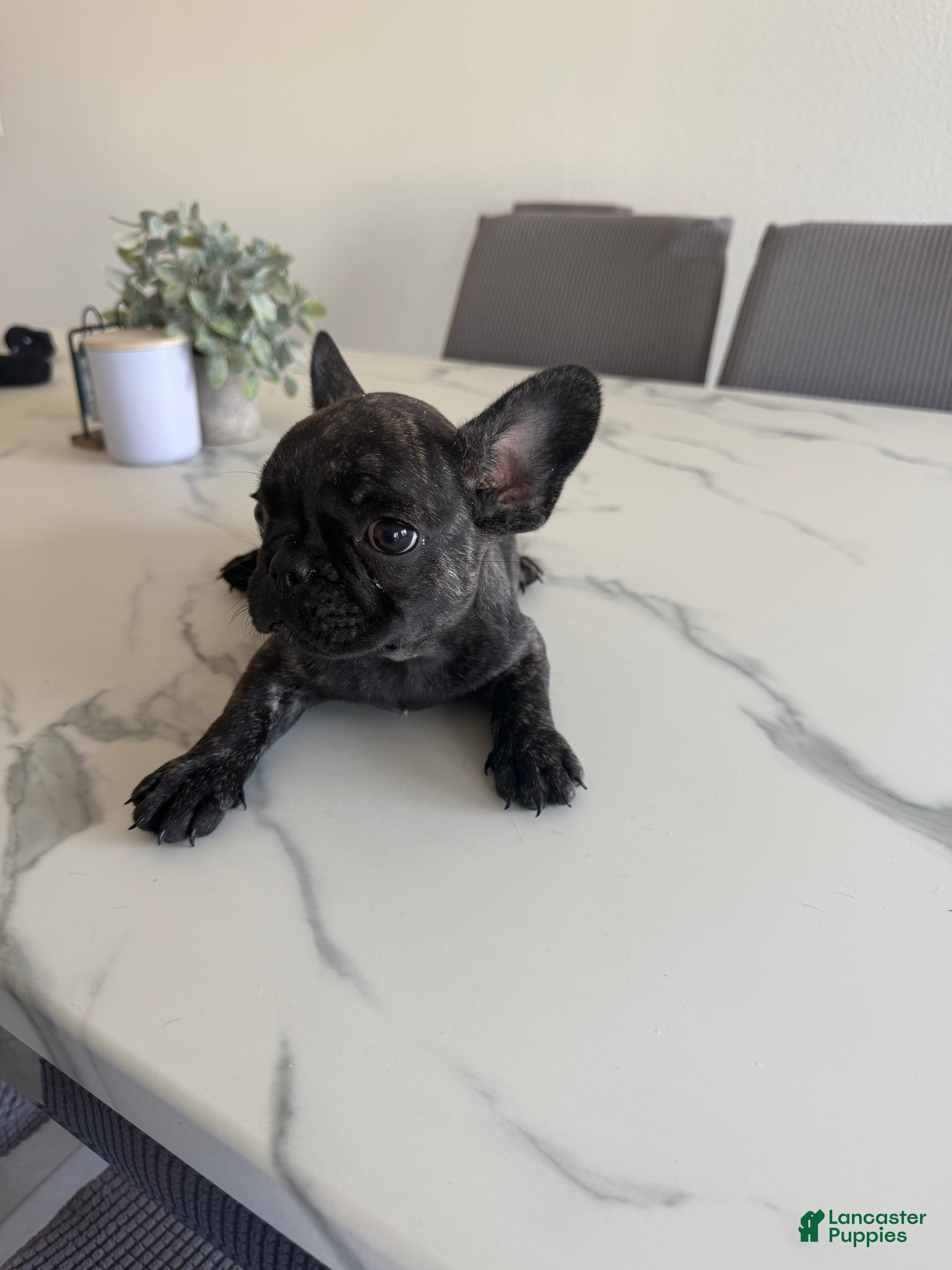 French Bulldog dogs French Bulldog 2 - Ad 1
