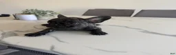 French Bulldog dogs for sale: French Bulldog 2 - Ad 1