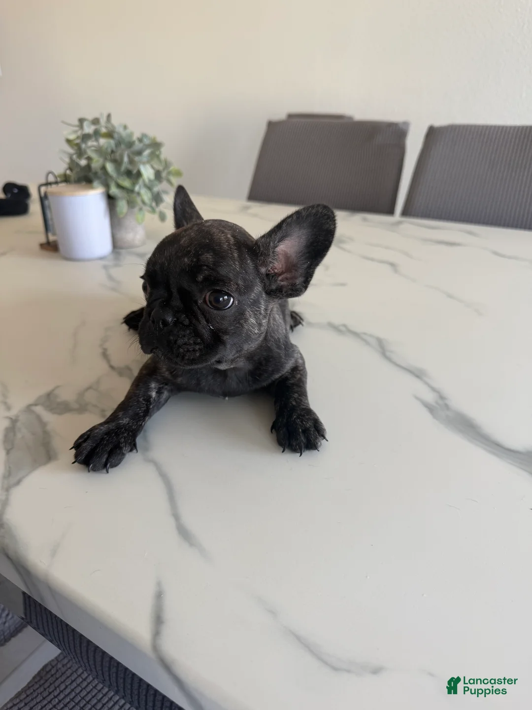 French Bulldog dogs for sale: French Bulldog 2 - Ad 1