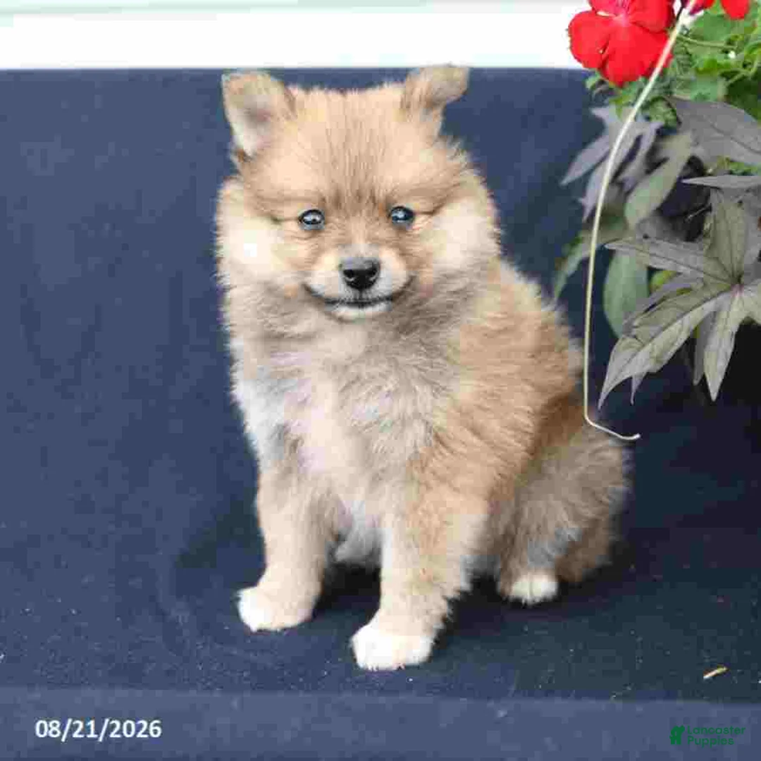 Pomeranian dogs for sale: Molly - Ad 1