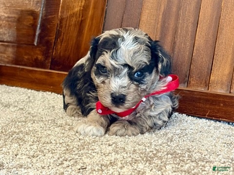 Toy Poodle dogs Goose - Ad 1
