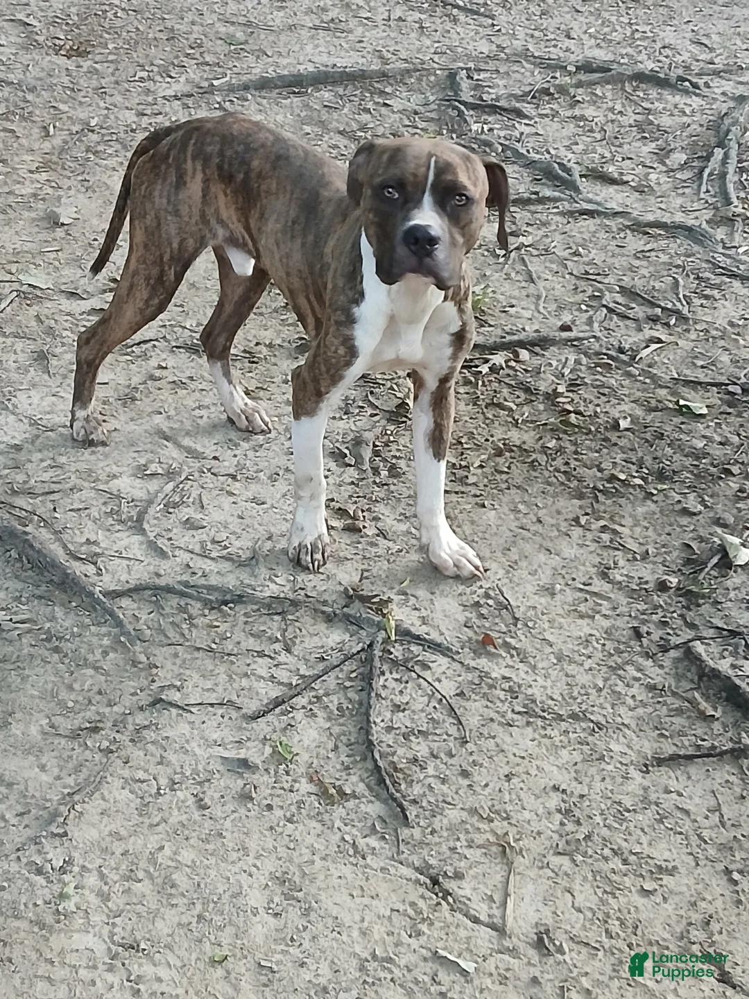 American Pit Bull Terrier dogs for sale: Bam Bam - Ad 5