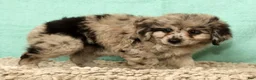 Mini Aussiedoodle dogs for sale: Moose - Ad 10