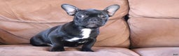 French Bulldog dogs for sale: Max - Ad 3
