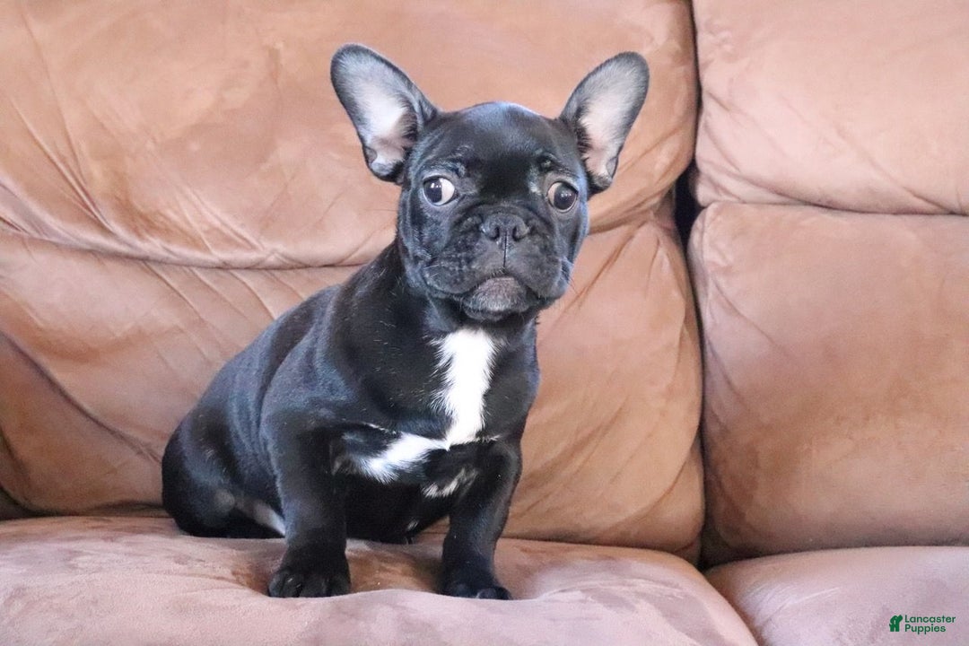 French Bulldog dogs for sale: Max - Ad 3
