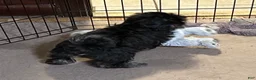 Shihpoo dogs for sale: Shihpoo 2 - Ad 6