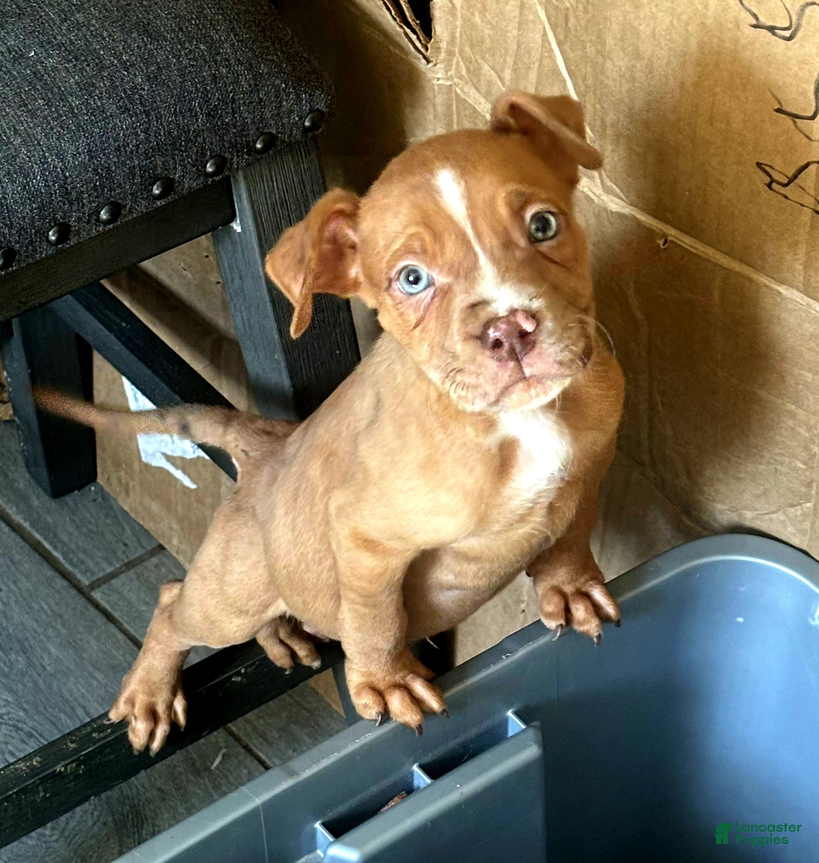 American Bully dogs for sale: "LUDACRIS" MERLE LILAC PUP - Ad 23