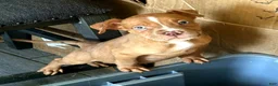 American Bully dogs for sale: "LUDACRIS" MERLE LILAC PUP - Ad 1