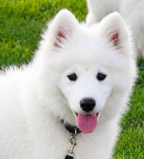 Samoyed dogs Snowball - Ad 35