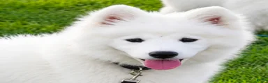 Snowball