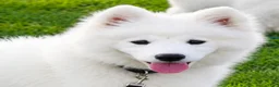 Samoyed dogs for sale: Snowball - Ad 1
