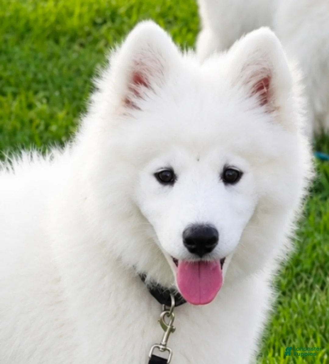 Samoyed dogs for sale: Snowball - Ad 1