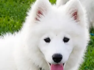 Samoyed dogs Snowball - Ad 15