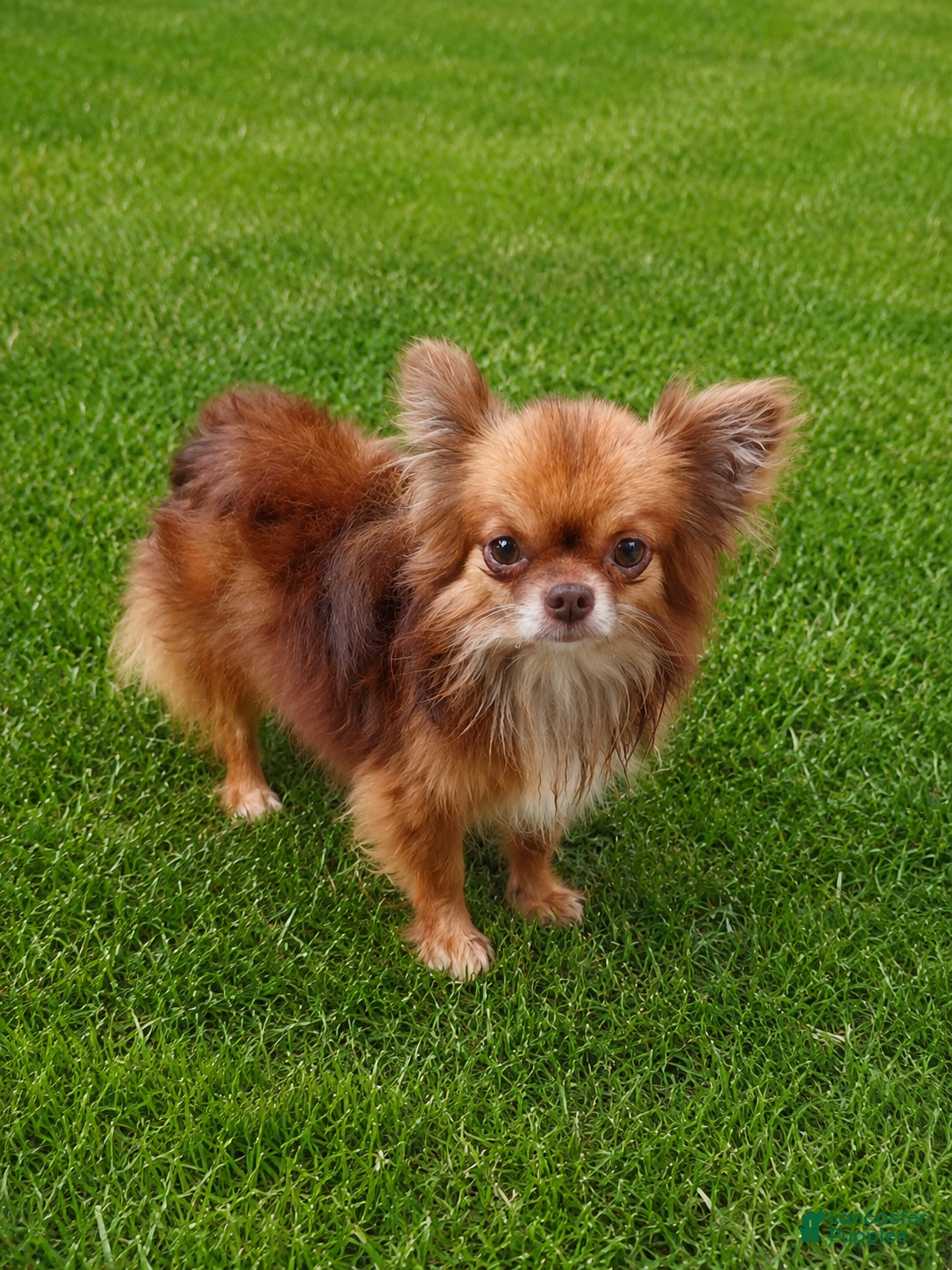 Chihuahua dogs Rudy @ STUD! teacup/applehead chocolate chihuahua  - Ad 1