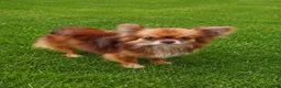 Chihuahua dogs for stud: Rudy @ STUD! teacup/applehead chocolate chihuahua  - Ad 1