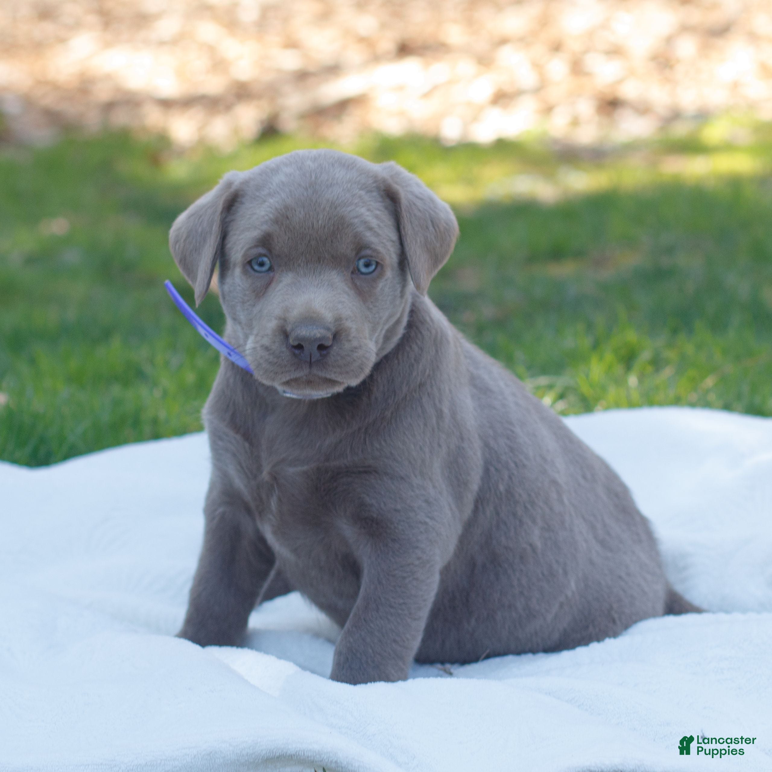 Labrador Retriever dogs Remington  - Ad 1