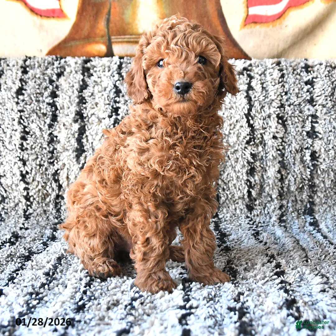 Toy Poodle dogs for sale: Oscar - Ad 2
