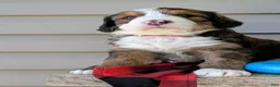 Bernedoodle dogs for sale: MOOSE - Ad 3