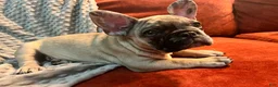 French Bulldog dogs for sale: Scout  - Ad 15