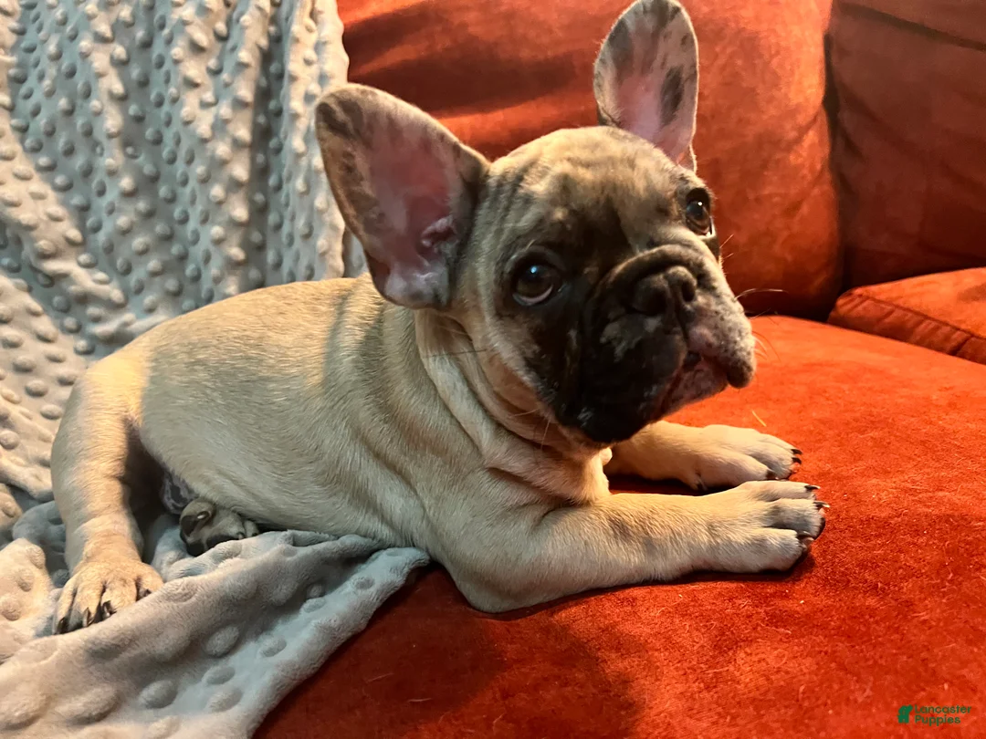 French Bulldog dogs for sale: Scout  - Ad 15