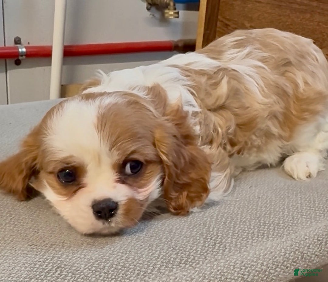 Cavalier King Charles Spaniel dogs for sale: Cammy - Ad 3