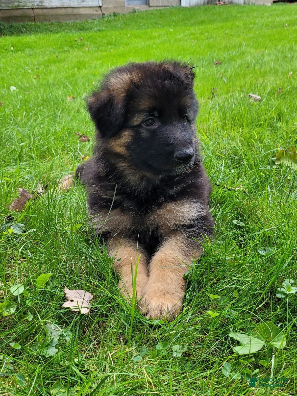 German Shepherd dogs Dallas - Ad 1