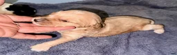 Cockapoo dogs for sale: Girl 2 - Ad 3