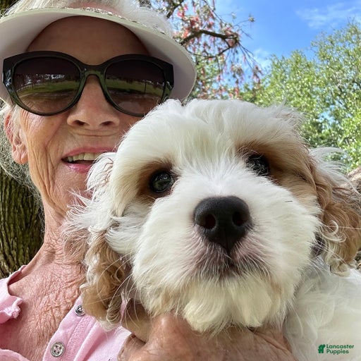 Gallery Image {{count}}