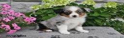 Miniature Australian Shepherd dogs for sale: Arie - Ad 3