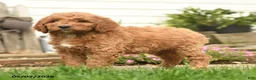 Goldendoodle dogs for sale: Rony - Ad 2