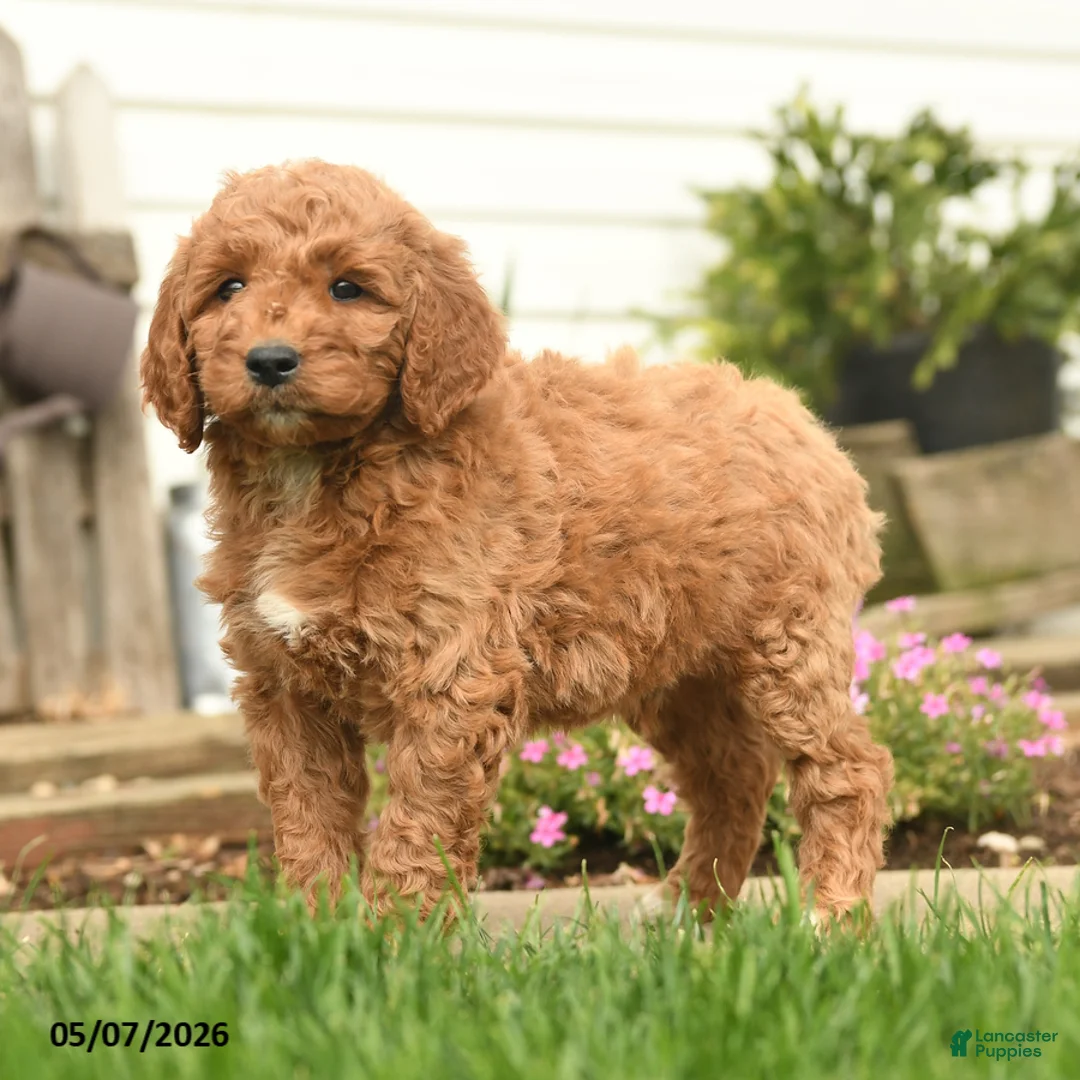 Goldendoodle dogs for sale: Rony - Ad 2