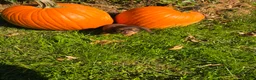 Miniature Dachshund dogs for sale: Nacho - Ad 4