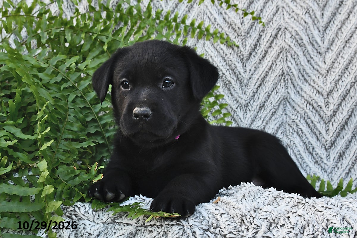 Labrador Retriever dogs for sale: Tripsey  - Ad 1