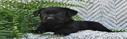Labrador Retriever dogs for sale: Tripsey  - Ad 1