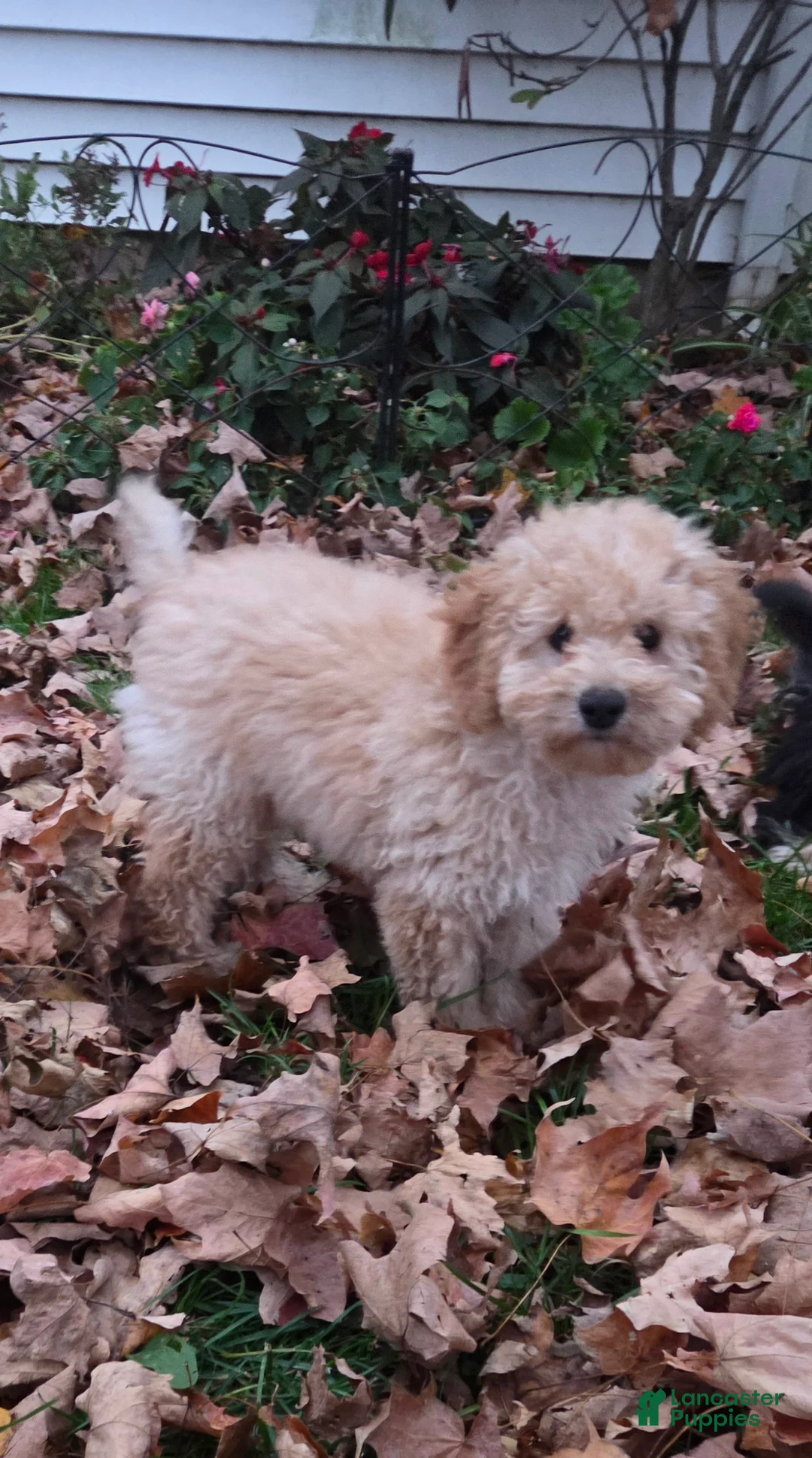 Toy Poodle dogs for sale: Toby - Ad 7