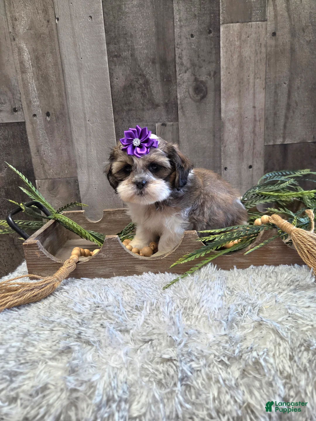 Shih Tzu dogs for sale: Summer - Ad 6