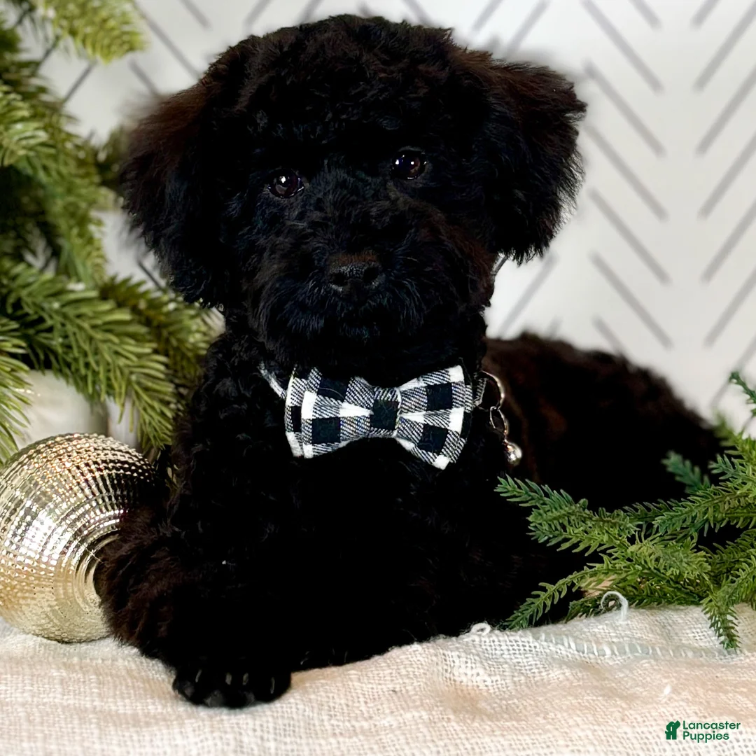 Toy Poodle dogs for sale: Smacker - Ad 9